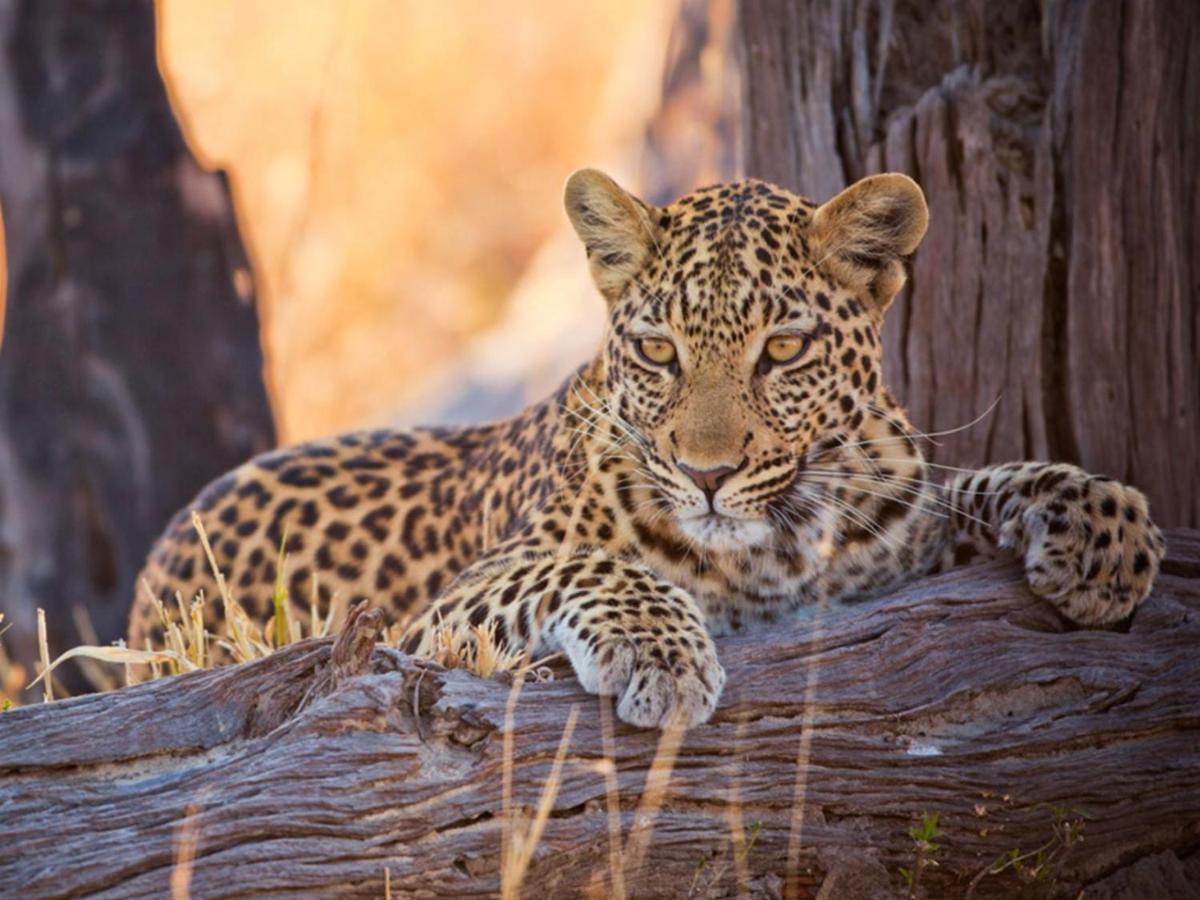 Imagine Africa Luxury Tented Camp Balule Wildreservaat Buitenkant foto
