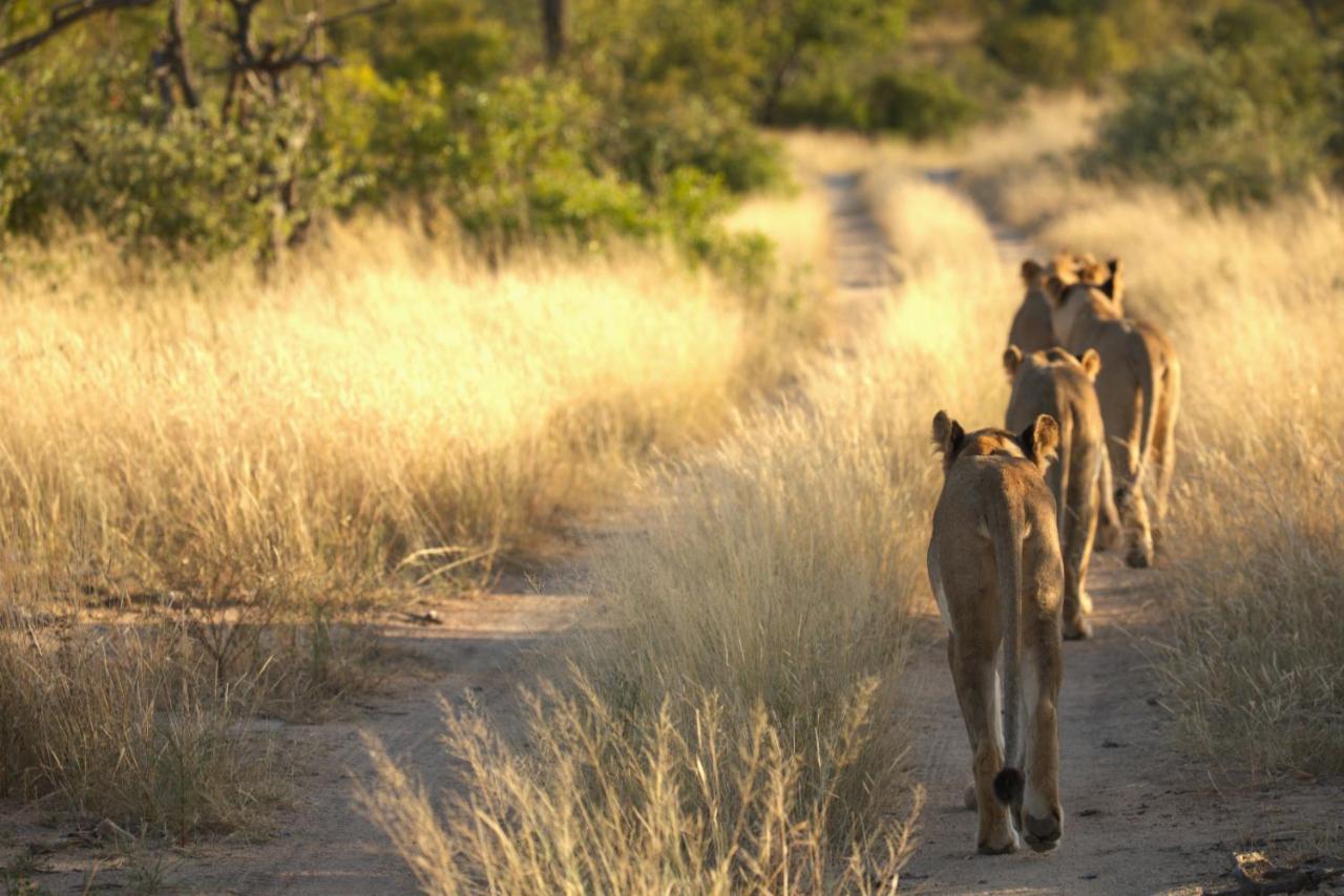 Imagine Africa Luxury Tented Camp Balule Wildreservaat Buitenkant foto