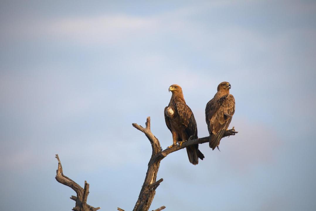 Imagine Africa Luxury Tented Camp Balule Wildreservaat Buitenkant foto