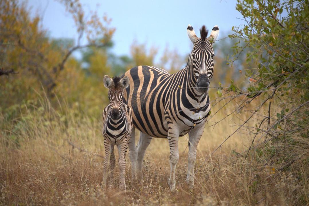 Imagine Africa Luxury Tented Camp Balule Wildreservaat Buitenkant foto