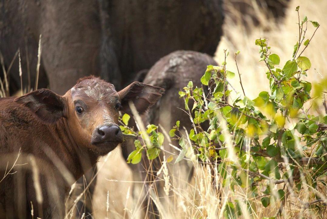 Imagine Africa Luxury Tented Camp Balule Wildreservaat Buitenkant foto