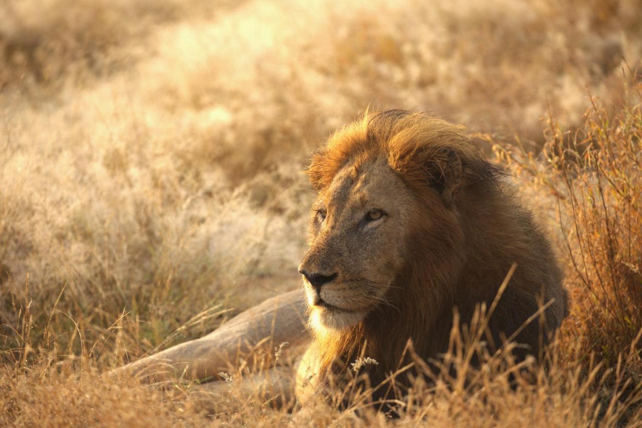 Imagine Africa Luxury Tented Camp Balule Wildreservaat Buitenkant foto